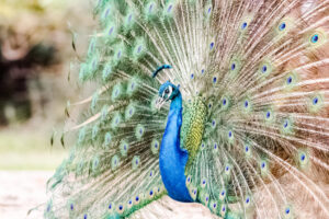 peacock with its magnificent tail opened wide