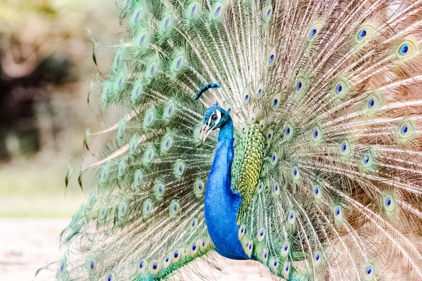 peacock with its magnificent tail opened wide